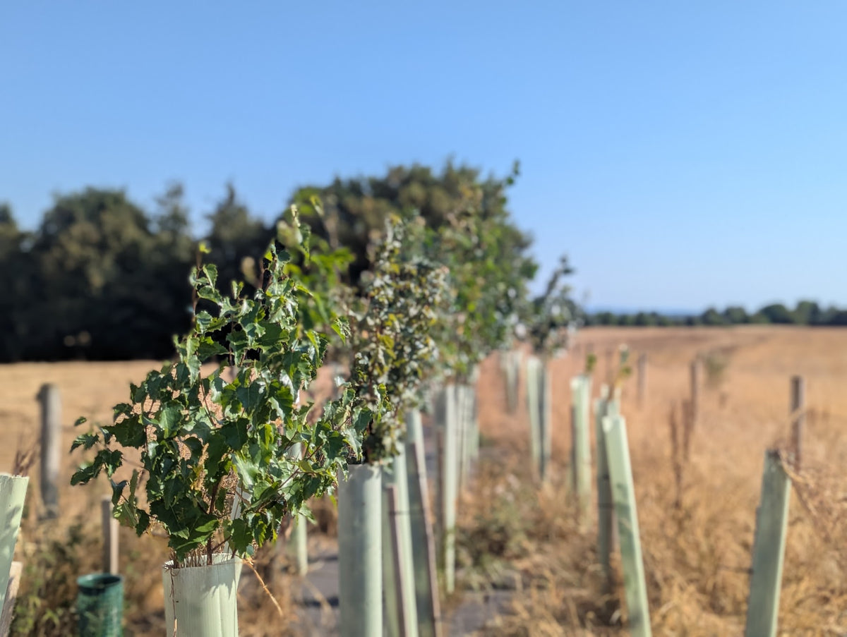 Plant a Tree every month