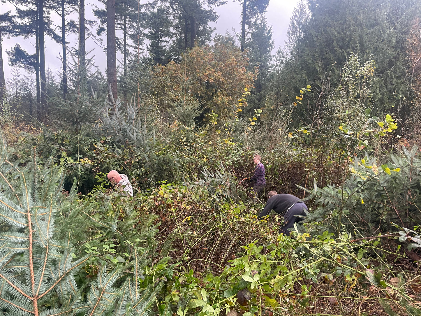 Ancient Woodland Restoration