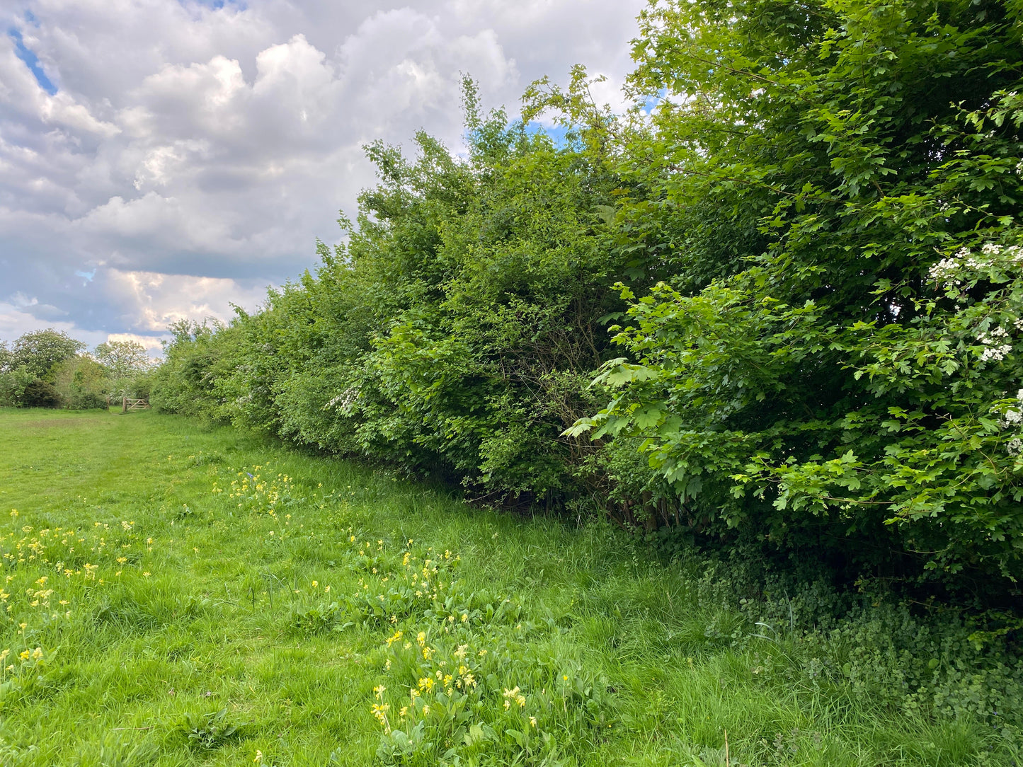 Plant One Metre of Hedgerow