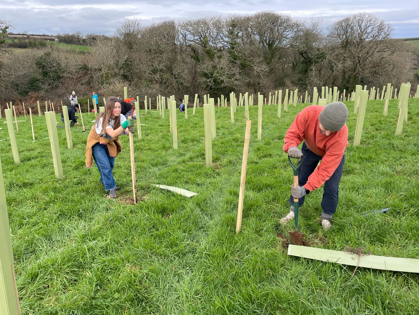 Plant 5 Trees in the UK