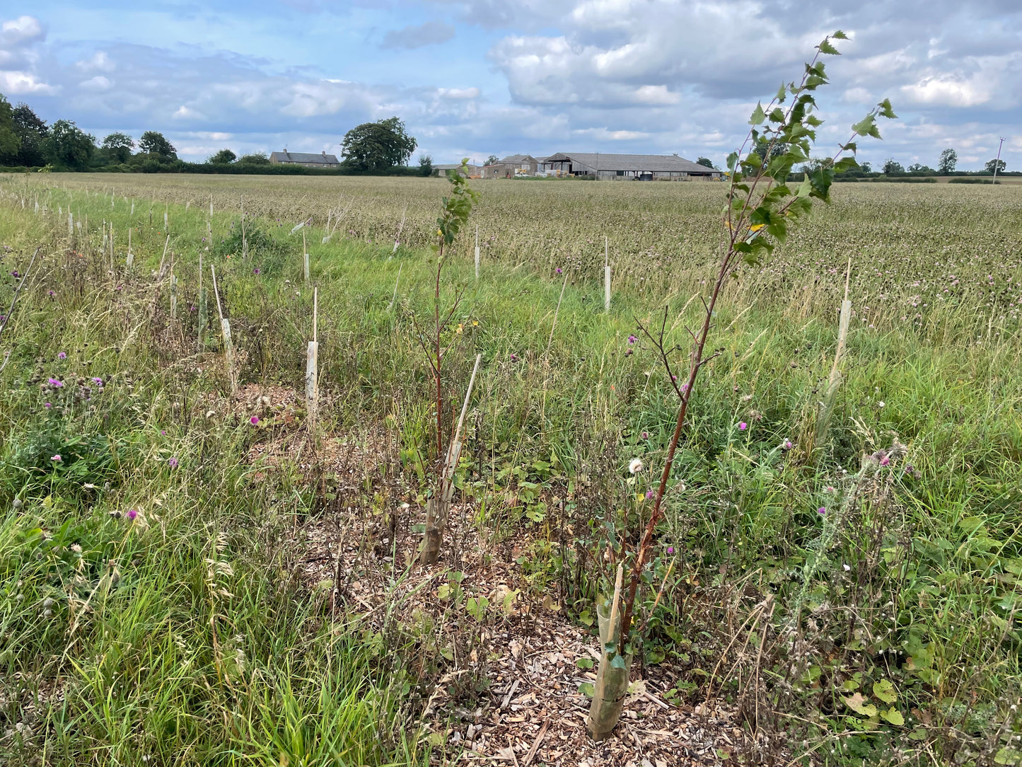 Plant 5 Trees in the UK