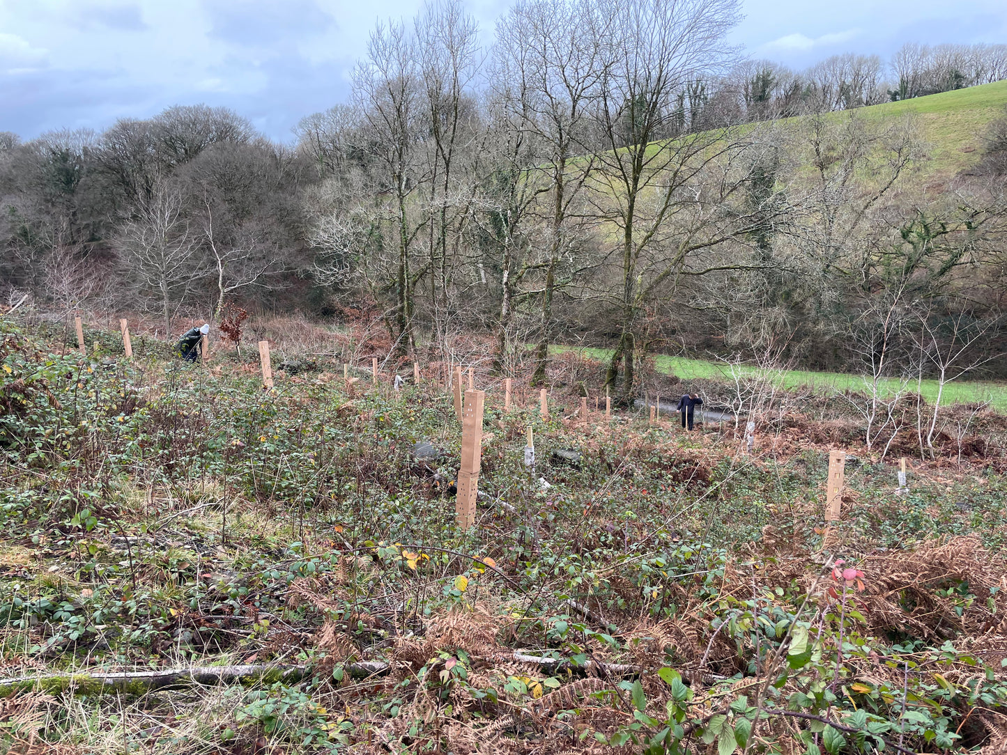 Plant 25 Trees in the UK