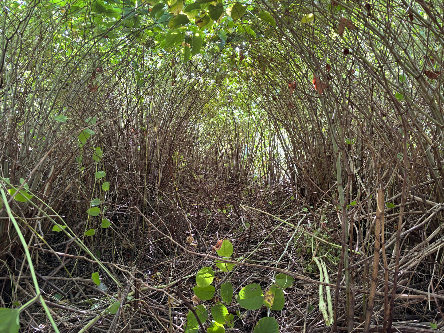 Wetland restoration by the square meter
