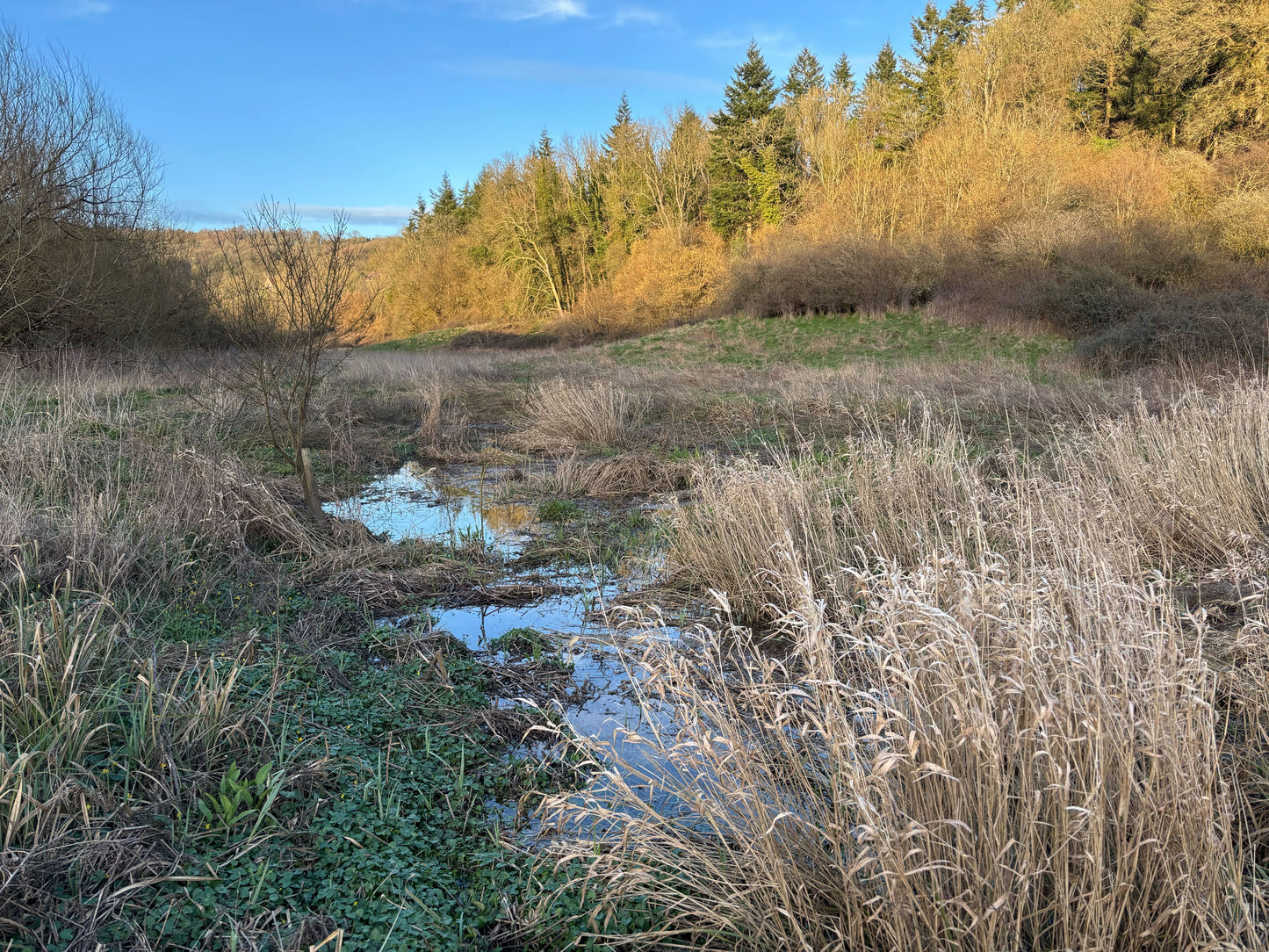 Wetland restoration by the square meter