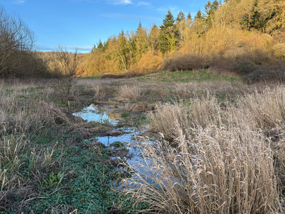 Wetland restoration by the square meter