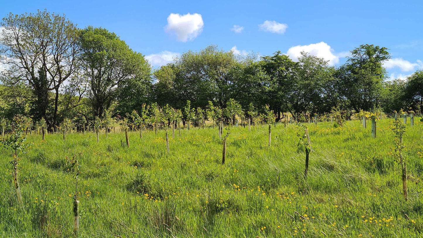 Plant 5 Trees in the UK