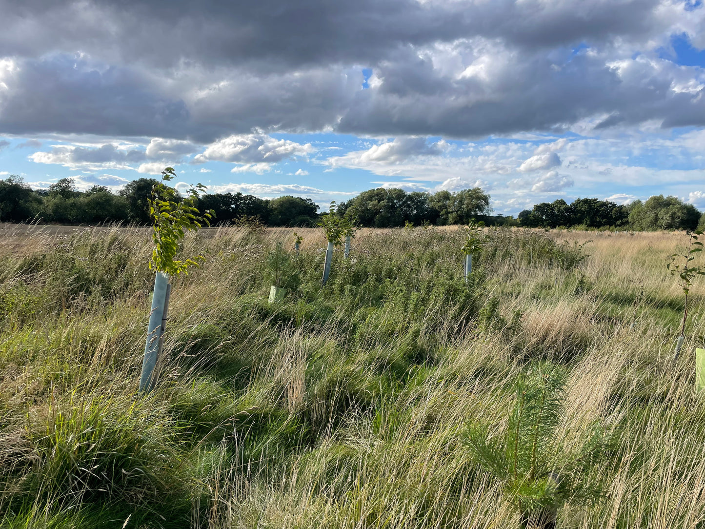 Plant 25 Trees in the UK