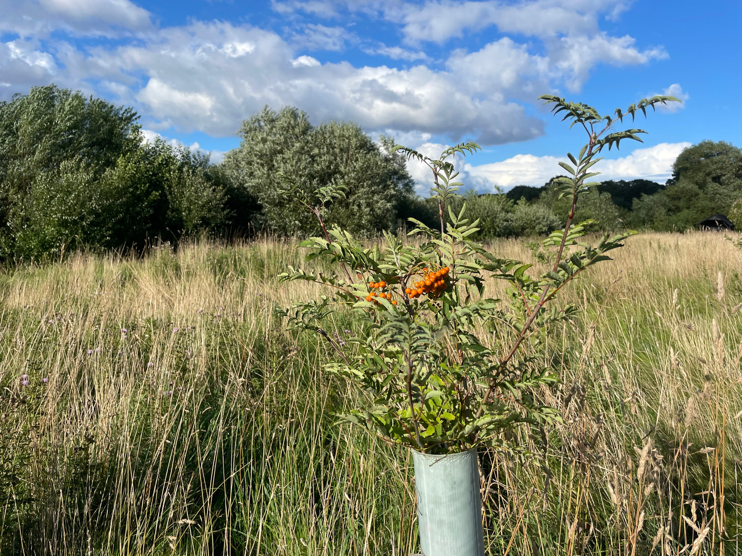 A young Rowan tree emeging from its deer guard and bearing orange berries.