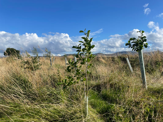 Plant 5 Trees in the UK