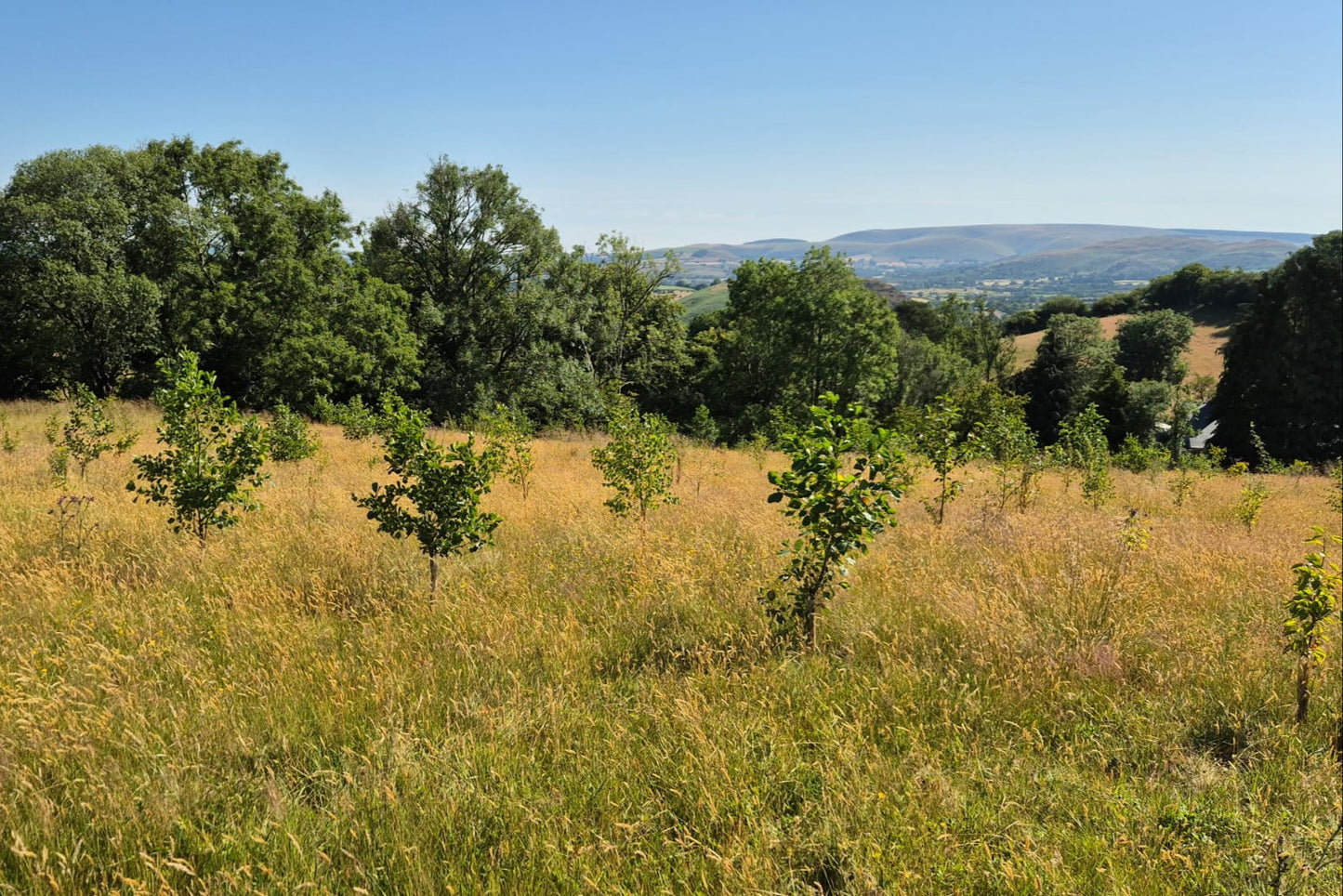 Plant a Tree every month