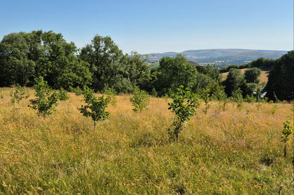 Plant a Tree every month