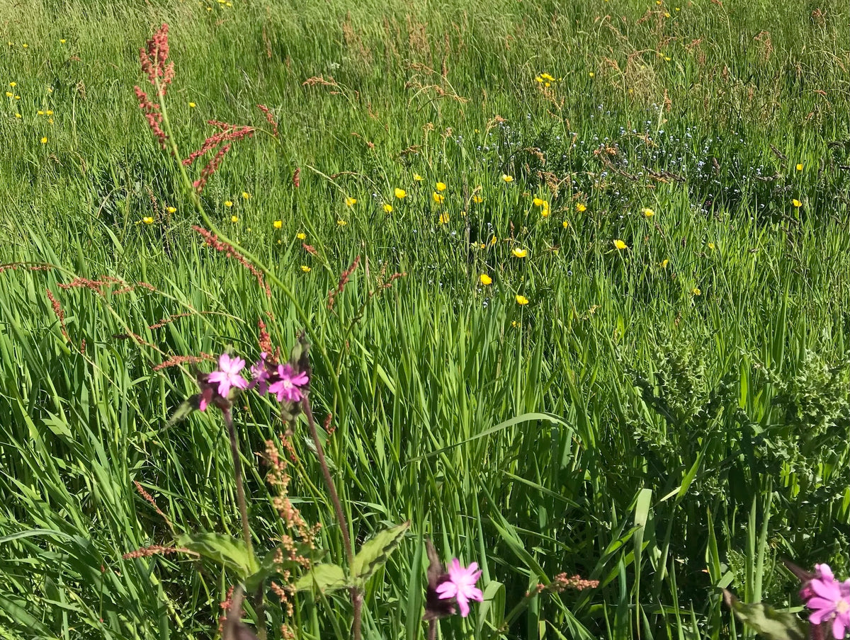 Grassland restoration by the square meter