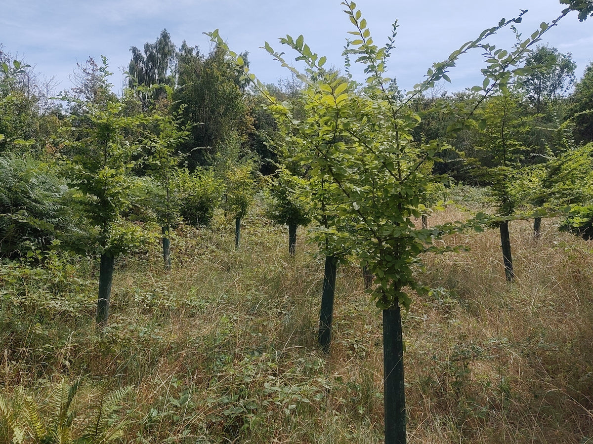 Plant 25 Trees in the UK
